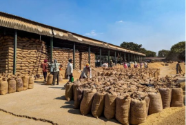 Vượt Trung Quốc, một quốc gia Đông Nam Á trở thành khách hàng lớn thứ 2 của gạo Việt, xuất khẩu tăng đột biến gần 1.000%