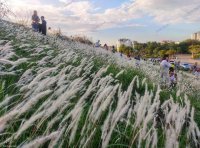 Những cánh đồng cỏ lau đẹp nhất cả nước, có nơi được dân phượt tích cực săn lùng