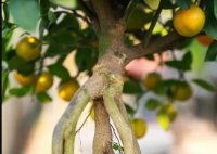 Quất mộc căn giá chục triệu cháy hàng ở Hà Nội trước Tết Quý Mão